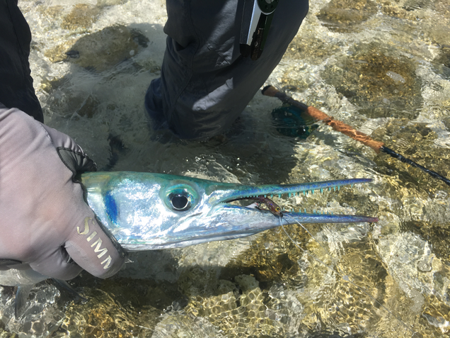 Garfish - csőrös csuka. Vékony állkapcsában nehezen akadt meg a horog.